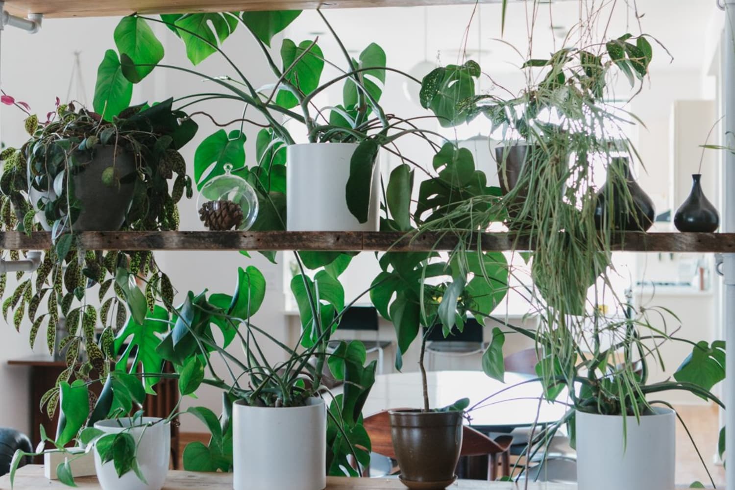 The Best SpaceSaving Ways to Pack More Plants into Your Home